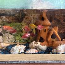 Продам рыбок, в Омске