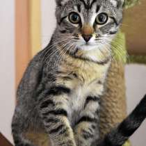 Весельчак и озорник Шурик, очаровательный котенок в дар, в Санкт-Петербурге