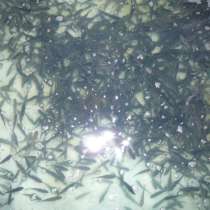 Живец карасик, в г.Брест