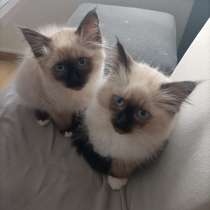 Ragdoll kitten, в г.Зиген