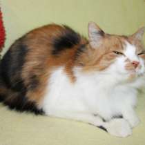 Трехцветная кошечка в добрые руки, в Сергиевом Посаде