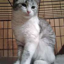 Самая ласковая на свете, кошечка-подросток Кисюся в дар, в Москве