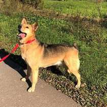 Подарок судьбы, молодая собака Ника, близкий метис ВЕО в дар, в Москве