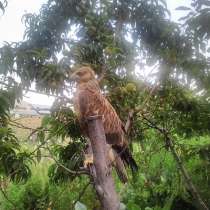 Продам птицу, очень умный, в г.Самарканд