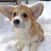 Срочно отдаю даром в хорошие руки, девочка Оделия-Вельш Корг, в г.Ереван