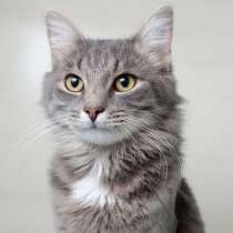 Котик Дюшес, в Москве