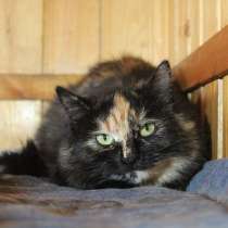Изумительной красоты зеленоглазая кошечка, в Санкт-Петербурге