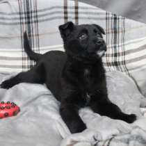 Безумно ласковый маленький щенок, в Санкт-Петербурге