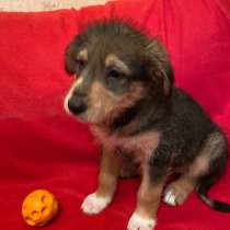 Удивительный щенок от некрупной собачки, в Санкт-Петербурге