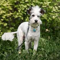 Харизматичный Перчик ищет дом и хозяина, собака в дар, в Москве