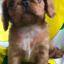 Кинг Чарльз спаниель, в г.Бремен