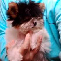 Мини девочка бивер йорк, доставка, в Москве