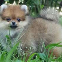 Померанский шпиц, в г.Эберн