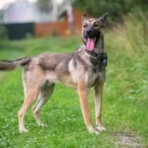 Грозный вид и добрейшее сердце. Молодой пес Тайсон в дар, в Москве