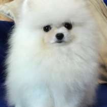 Померанский шпиц. Мини, в г.Аланья