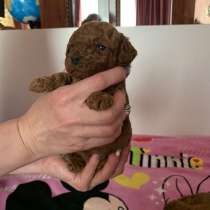 Пудель той, в г.Афины