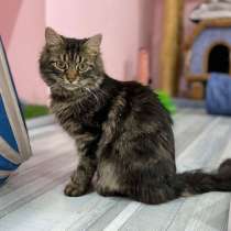 Чудо-мальчик Пуш, нежный, ласковый котик в добрые руки, в Санкт-Петербурге