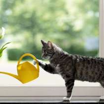 Присмотр за квартирой без проживания в Москве, в Москве