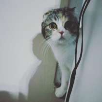 Scottish Fold calico, в г.Стамбул
