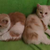 Шотландские котята c родословной, в Мурманске