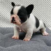Французский бульдог. Blue, white - blue, в г.Бремен
