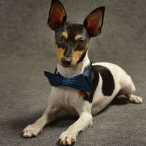 Той фокстерьер, в Саратове