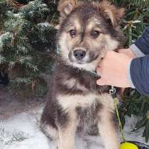 Очаровательный маленький щенок-девочка Варя в добрые руки, в Москве