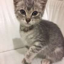 Котенка бесплатно в хорошие руки в Путилково, Химки, Куркино, в Химках