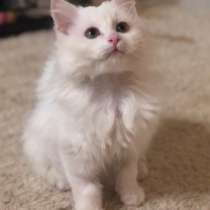 Кошечки-неразлучницы. Друг без друга не живут, в Москве