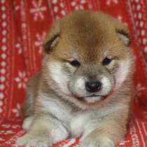 Щенки сиба, в Москве