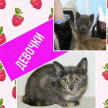 Котята в дар, в Кирове
