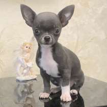 Чихуахуа. Blue. Мини, в г.Мариенберг