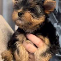 Йоркширский терьер. Стандарт, в г.Бремен