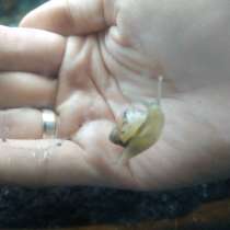 Отдам малышей ахатин фулик, в Оренбурге