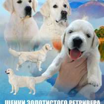 Щенки золотистого ретривера - резерв, в г.Павлодар
