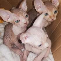 Котейки, в г.Афины