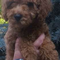 Пудель. Red brown, в г.Берлин