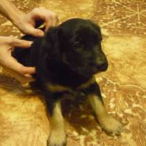 Щенки даром, в Красноярске