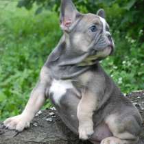 Французский бульдог, в г.Kronshagen