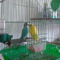 Продам, попугаи волнистые, в Екатеринбурге