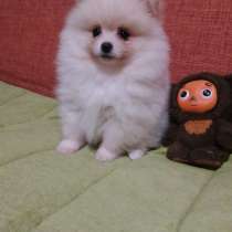 Pomeranian spitz. Cream boy, в г.Ehrenburg