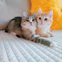 Брат и сестра 2 мес. британец и сибирская, в Санкт-Петербурге