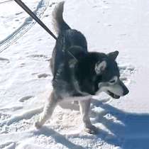 Красавец Алмаз, молодой пес породы хаски в добрые руки, в Москве