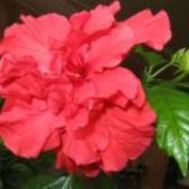 Гибискус взрослый, в Рязани