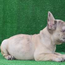 Французский бульдог. Girls. Fawn merle, в г.Remstadt