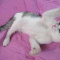 Европейская короткошерстная кошка – отличный домашний питоме, в г.Усть-Каменогорск