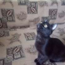 Отдам кошечку девочку, в г.Астана