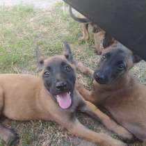 Продаются щенки малинуа, в г.Брест