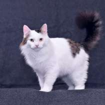 Шикарный котище - Снежище в добрые руки, в Москве