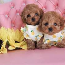 Exclucive Maltipoo from Korean parenrs, в г.Анкара